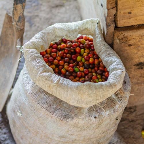 Koffiebonen Nicaragua