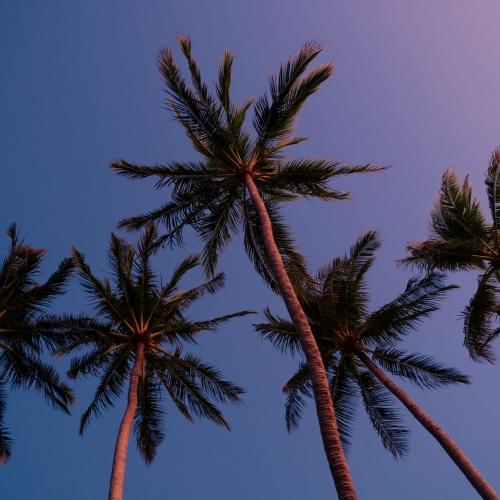 Palmbomen Tamarindo