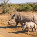 Witte neushoorn, Hluhluwe-iMfolozi Park