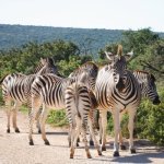 Zebra's, Addo Nationaal Park
