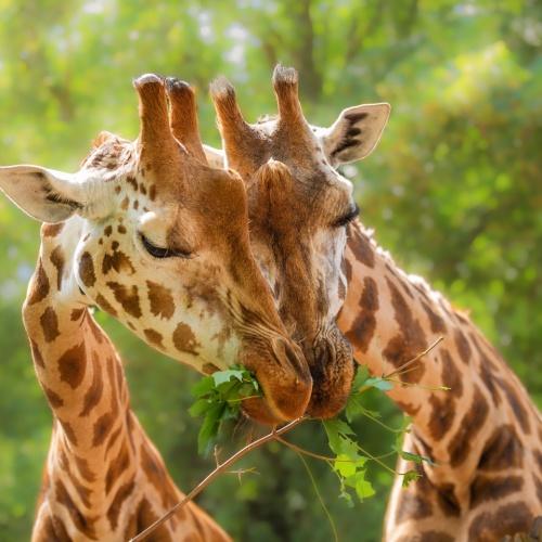 Giraffen in Amboseli Nationaal Park