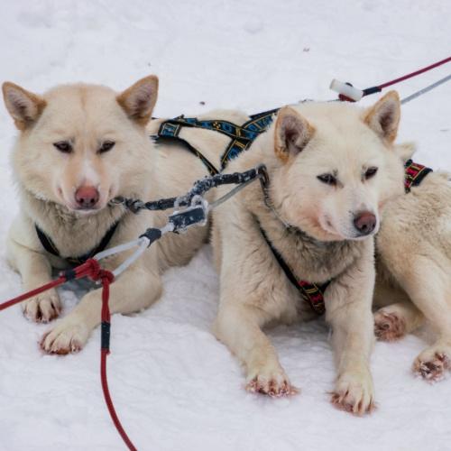 Huskys