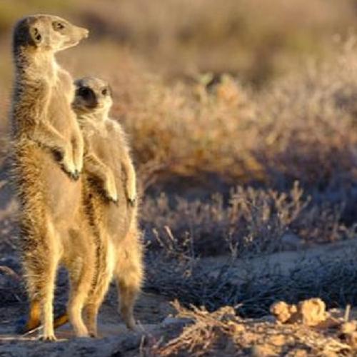 Buffelsdrift Meerkat Safari