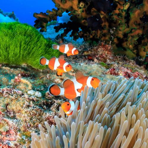 Similan Island Tour clownvissen
