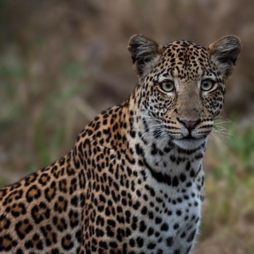 Luipaard in Lake Mburo Nationaal Park