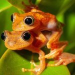 Kleurrijke kikkers in Ranomafana