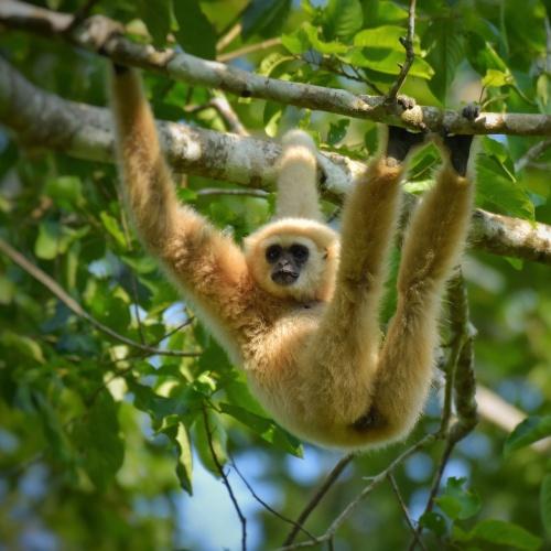 Gibbon Khao Yai