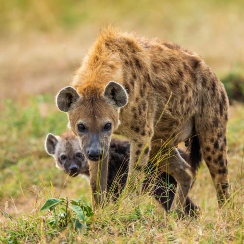 Hyena's in Serengeti Nationaal Park
