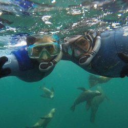 Snorkelen met zeeleeuwen Puerto Madryn