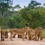 Serengeti Nationaal Park