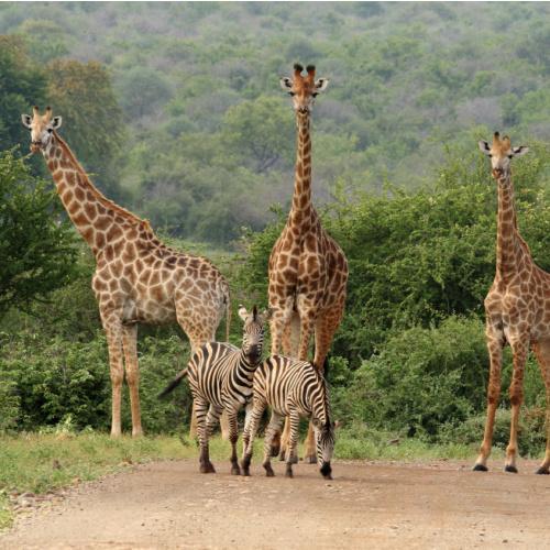 Giraffen en zebra's in Kruger