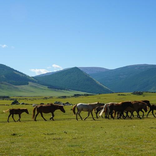 Paarden in de Orhkon vallei, Mongolië