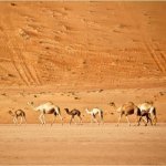 Wahiba Sands