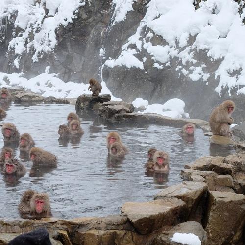 Een groep Japanse makaken in de warmwaterbron