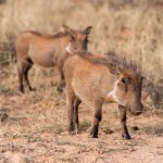 Addo Nationaal Park