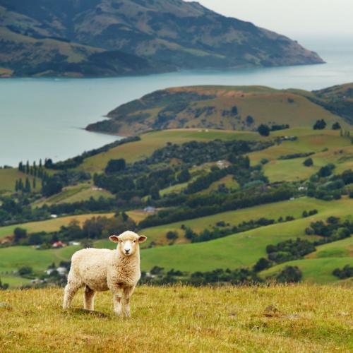 Schaap op het Zuidereiland