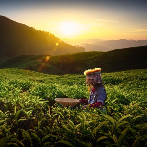 Sungai Palas theeplantage in Cameron Highlands