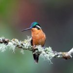 Kolibrie in Boca Tapada