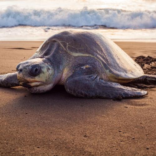 Schildpad op het strand van Manuel Antonio