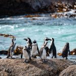 Pingu&iuml;ns op Boulders Beach, Kaapstad