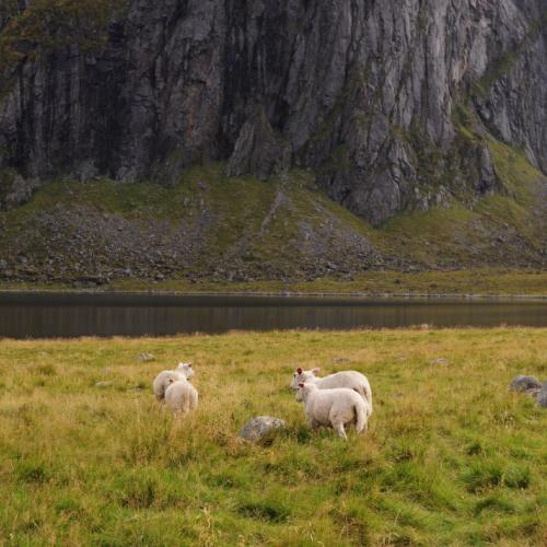 Schapen in Lofoten