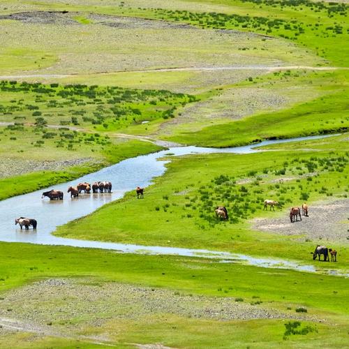 Groene graslanden van de Orkhon vallei, Mongolië