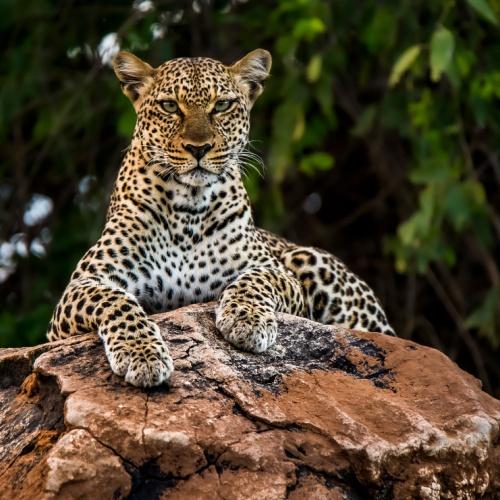 Luipaard in Samburu Nationaal Pak