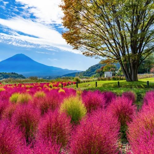 Oishi Park 