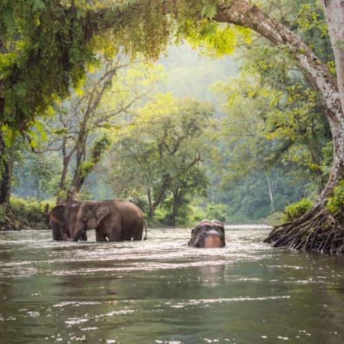 Badende olifanten bij River Kwai
