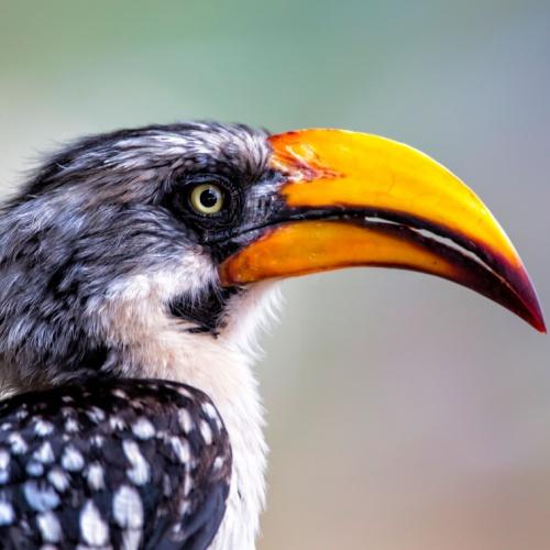 Neushoornvogel in Samburu Nationaal Park