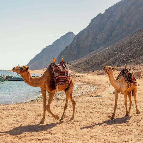 Kamelen in Dahab