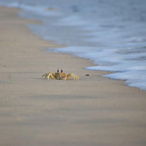 Krab op strand Hua Hin