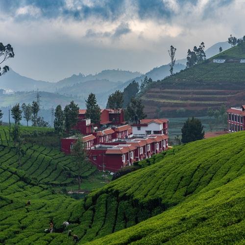 Thee plantage, Ooty