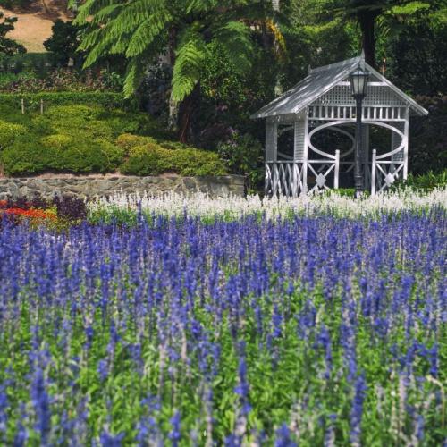 Lavendel veld in de botanische tuinen
