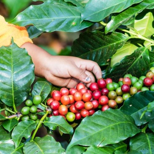 Bolaven Plateau, koffie