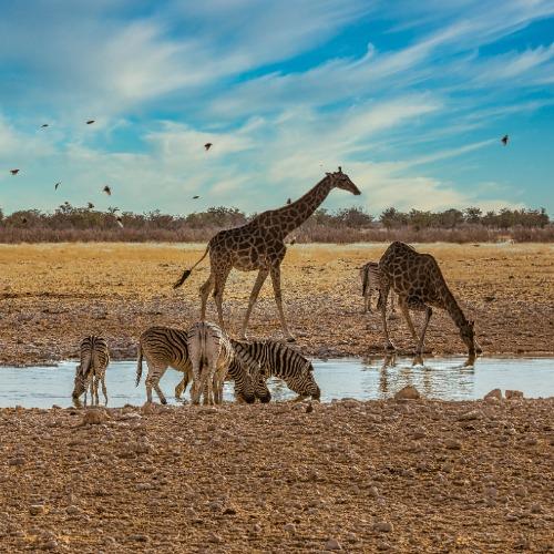 NRV reizigersfoto Etosha Nationaal Park