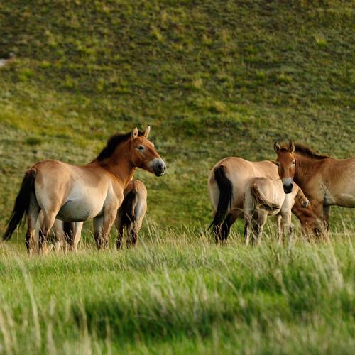 Khustai Nationaal Park, takhi