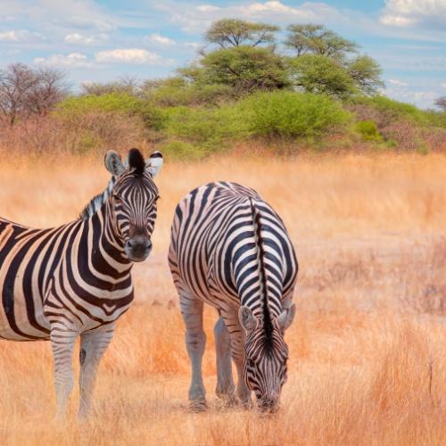 Etosha Nationaal Park, Zebra's