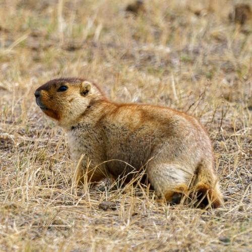 Mongoolse marmot, Khustai Nationaal Park, Mongolië