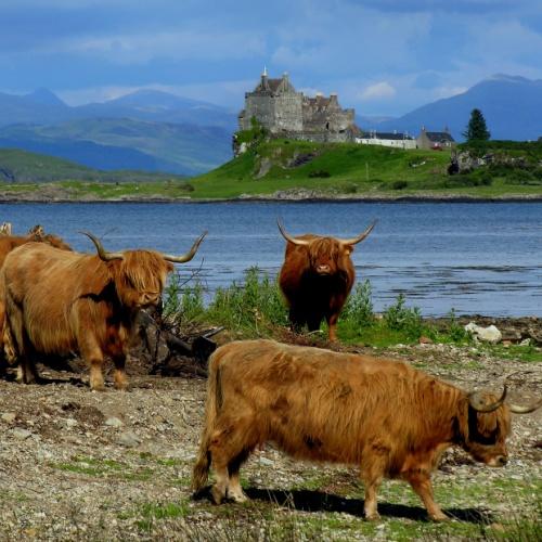  Duart Castle