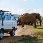 Addo Nationaal Park