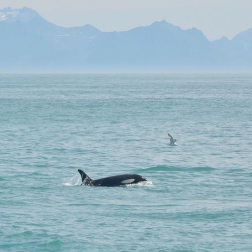 Orka's spotten Andenes