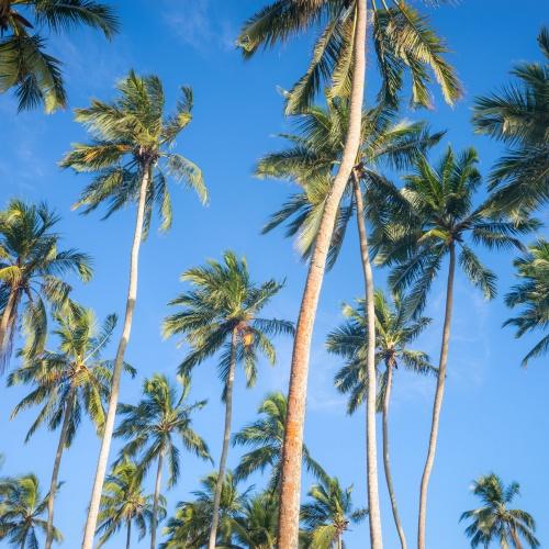 Palmbomen in Sri Lanka 