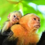 Apen in Manuel Antonio Nationaal Park
