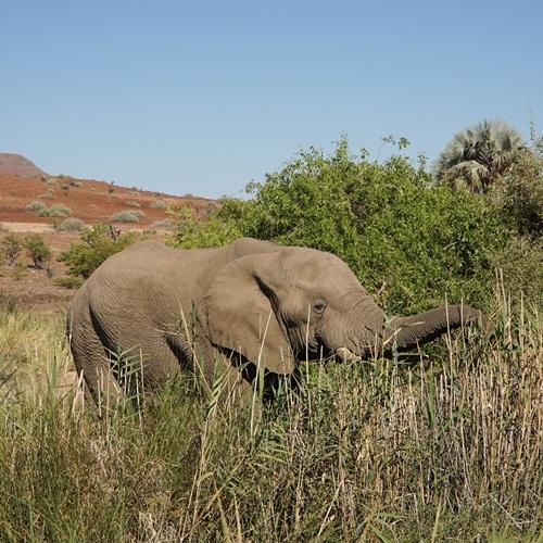 Palmwag, olifant