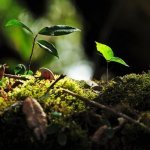Mossy Forest bij Gunung Brinchang
