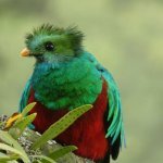 Quetzal in San Gerardo de Dota