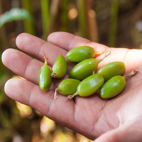 Groene Cardamon pods, kruidenplantage Thekkady