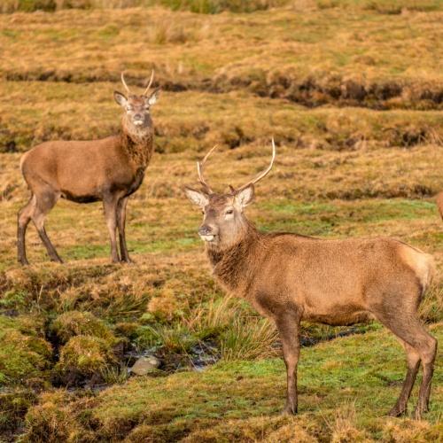 Cairngorms National Park, herten