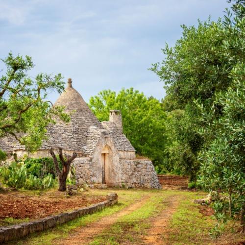 Olijfbomen en trulli in Itria
